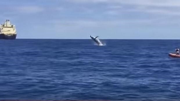 Los Saltos De Una Ballena Jorobada Maravillan Frente Al Puerto De Las Palmas