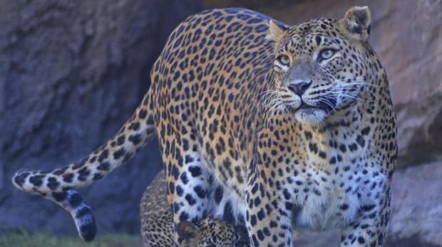 Especies En Peligro De Extincion Ekon El Nombre Elegido Por Escolares Para El Cachorro De Leopardo De Bioparc Valencia