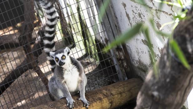 De Madagascar A Valencia La Guardia Civil Localiza A Un Lemur En Peligro De Extincion Perdido En Plena Calle