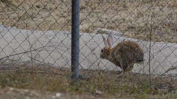 Un conejo corriendo en la periferia madrileña