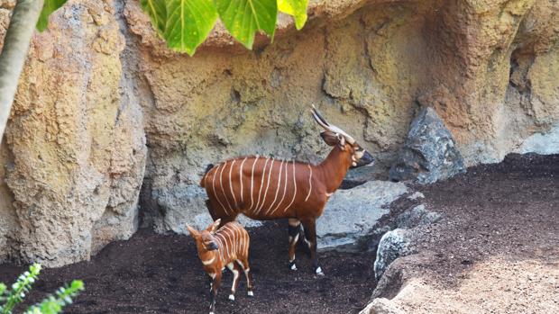 Video Nace Un Antilope En Peligro Critico De Extincion En Bioparc Valencia