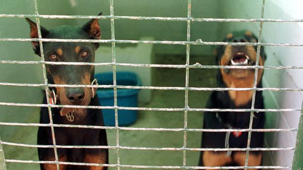 Dos perros de razas pontencialmente peligrosas
