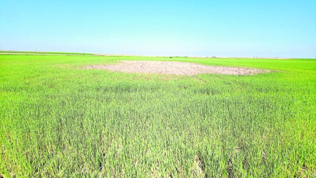 Parcela de cereal anegada por el agua
