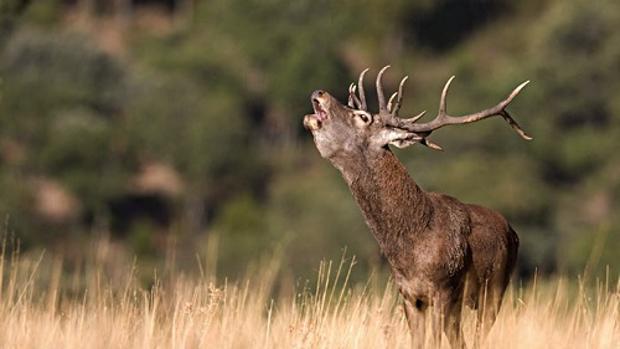 El venado en plena berrea en los Montes de Toledo