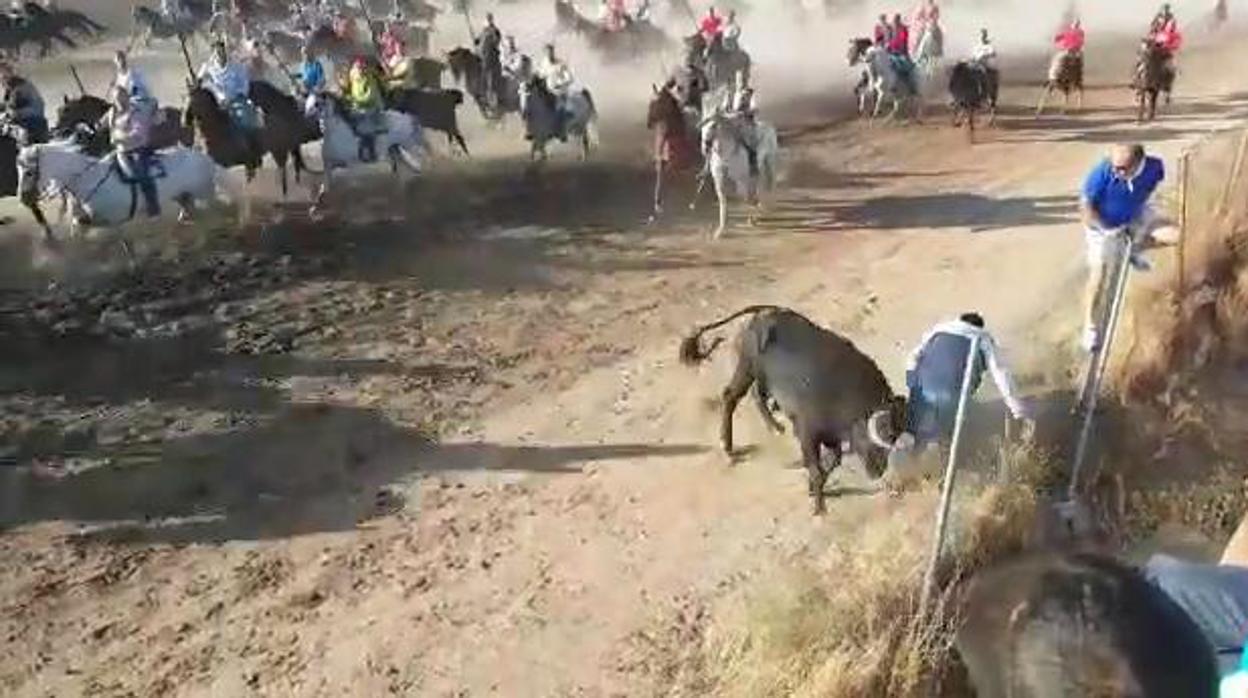 Escalofriante cogida por asta de toro en el último encierro de Medina