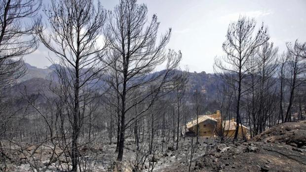Zona arrasada por el fuego en el incendio de Llutxent y otros seis municipios valencianos, en agosto