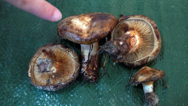 Varios ejemplares Paxillus involutus, la seta más mortifera expuesta en la muestra organizada por la asociación micológica zamorana