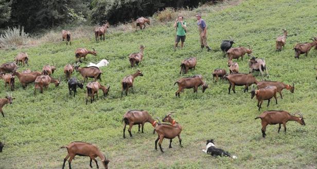 La prueba de la tuberculina se venía realizando en septiembre aprovechando que en esa fecha los ganaderos inician la trashumancia
