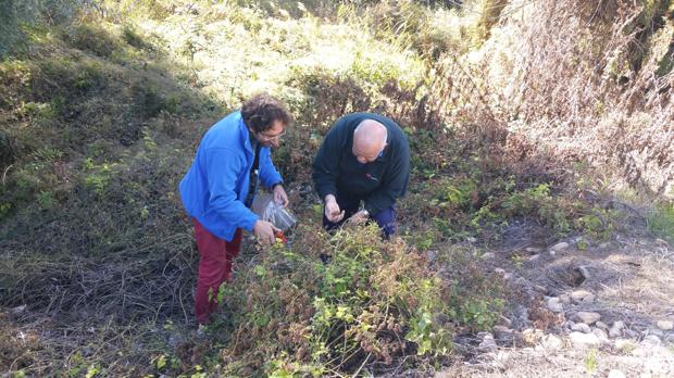 Dos operarios realizan la prospección de una planta silvestre de lúpulo