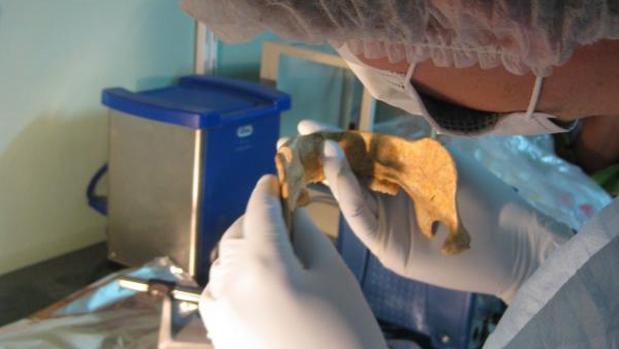 Trabajos de laboratorio relacionados con la genética, del biólogo suecoSvaante Pääbo