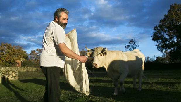 José Pinto con una de sus vacas