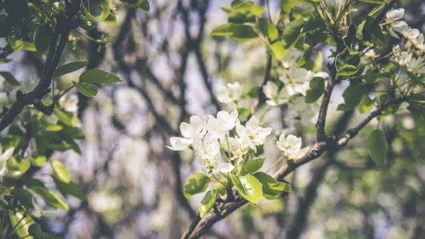 Un almendro en flor