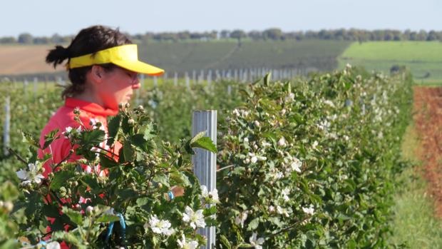 La explotación agraria está situada en la localidad de la Almendra, en Zamora