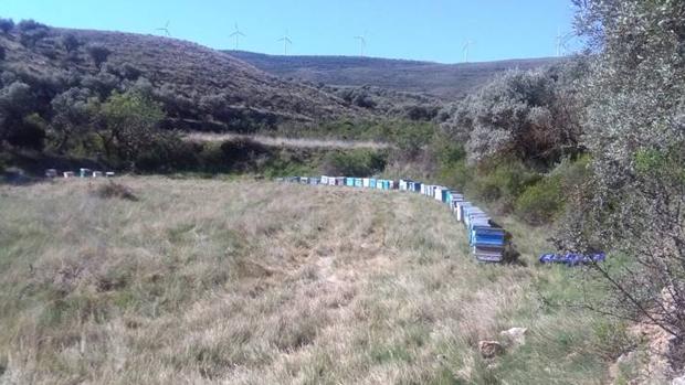 Paraje de Grisel (Tarazona) en el que fueron localizadas las colmenas robadas en Tarazona