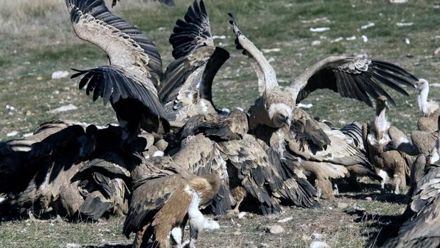 Denuncian Un Ataque Masivo De Buitres A Un Rebano En Las Cinco Villas