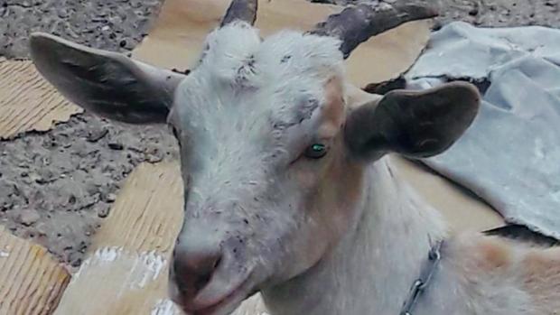 La cabra encontrada en la avenida Pío XII de Valencia