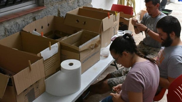 Los voluntarios de la organización Brinzal asistiendo a un vencejo