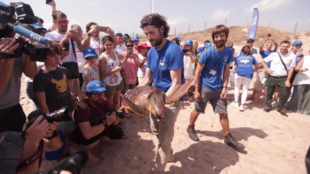 Imagen de la suelta de tortugas de la Fundación Oceanogràfic en El Saler