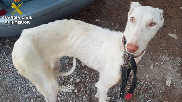 Uno de los perros desnutrido y sin agua varios días en la finca de Polop de la Marina
