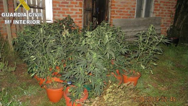 Plantas incautadas al inquilino de la vivienda incendiada