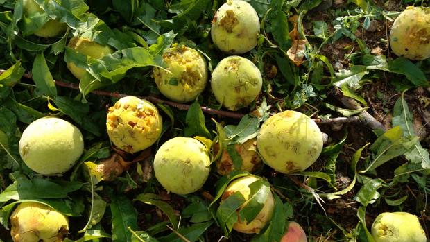 Manzanas machacadas por el pedrisco en un campo del valle del Manubles