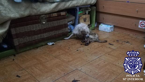El perro, tal cual se lo encontró la policía en la habitación en la que había sido encerrado y abandonado