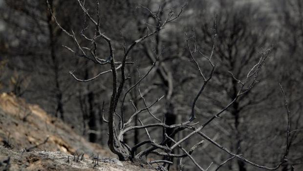 Zona de monte calcinada por el incendio en Beneixama (Alicante)