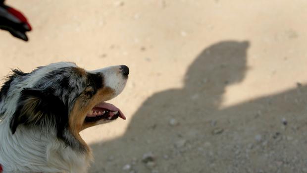 Imagen de archivo de un perro