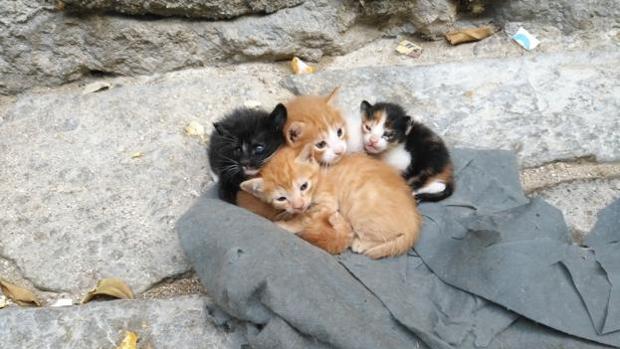 Juzgan A Una Octogenaria De Hellin Acusada De Ahogar Gatos Recien Nacidos