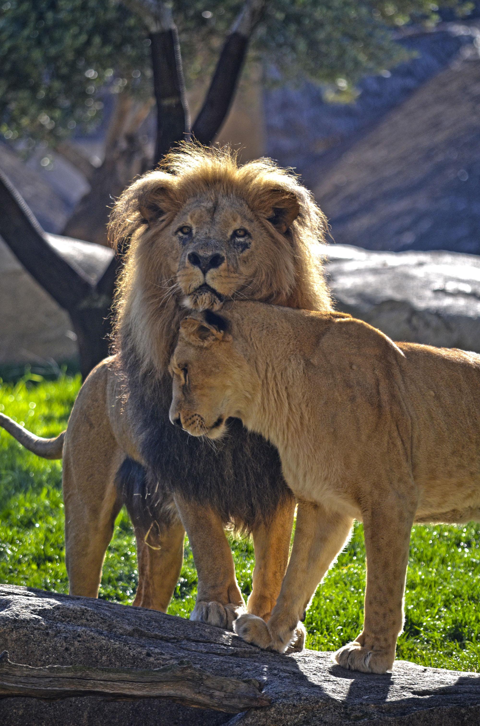 Video Muere Teimoso El Rey Leon De Bioparc Valencia Por Un Posible Cancer