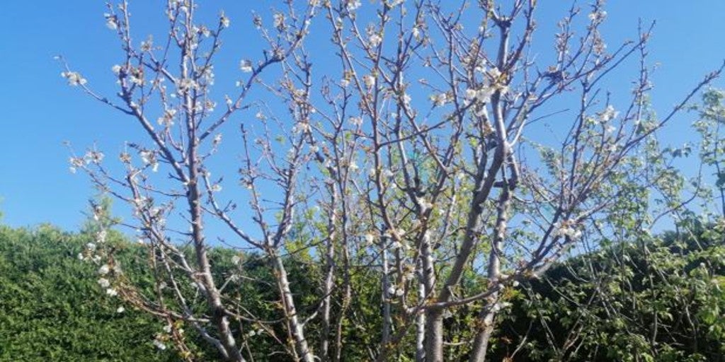 Diario de una periodista confinada: Mejor mirar la primavera