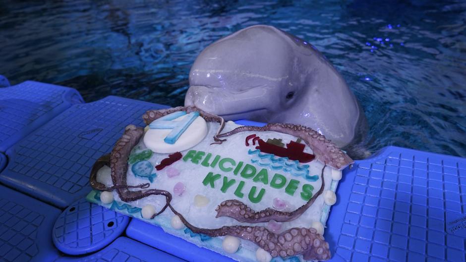 El Bebe Beluga Del Oceanografic De Valencia Celebra Sus Cuatro Anos Con Una Tarta Especial