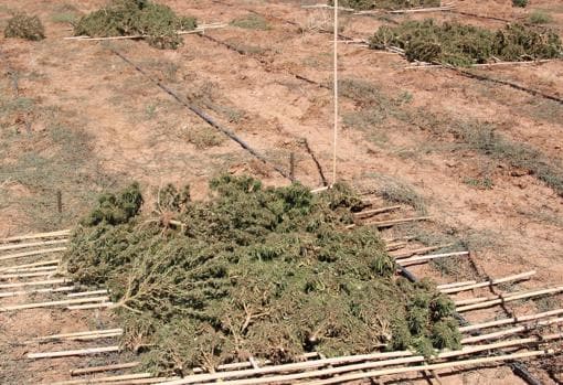 Algunas de las 12.000 plantas halladas en una finca de Sonseca dedicada a un falso cultivo de cáñamo industrial