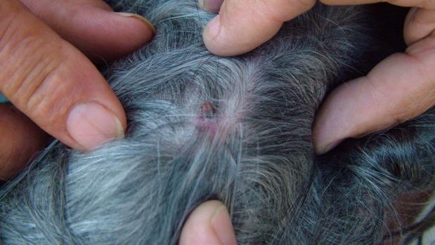 garrapatas dentro de la oreja de mi perro