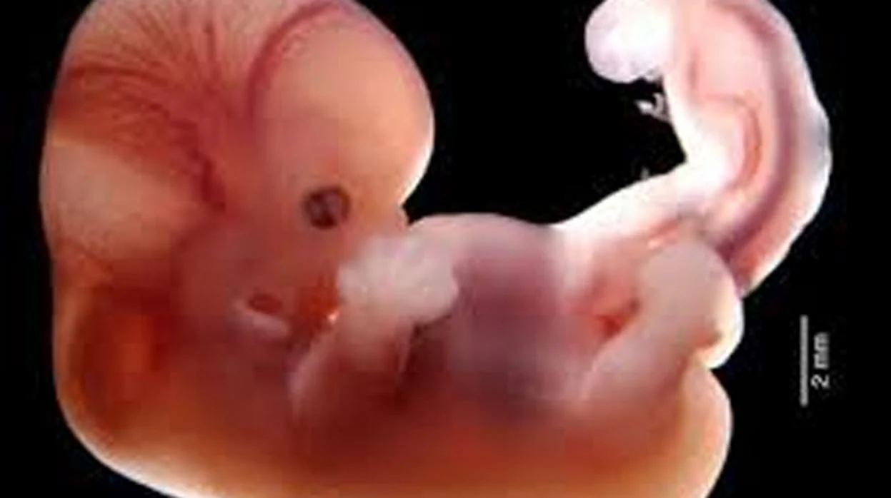 Semana 2 De Embarazo Se Desarrolla El Embrion