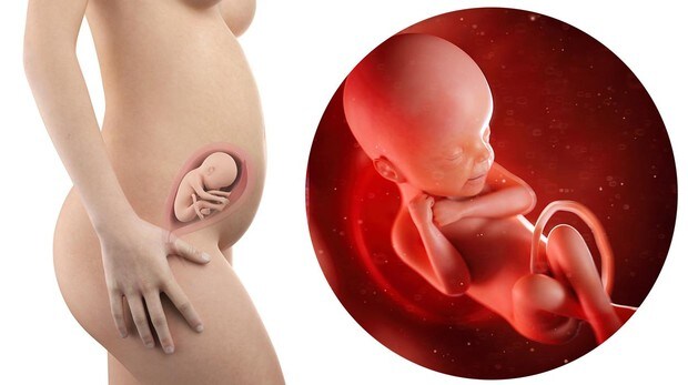El Embarazo Semana A Semana Asi Es El Bebe En La Semana 24