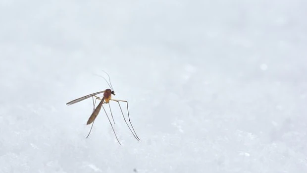 Details about   Mosquito Asesino Lámpara Eléctrico Repelente Contra Mosquitos Para Casa 