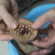 Orificio bucal con dientes concéntricos y córneos de una lamprea, en un restaurante del municipio de Rois