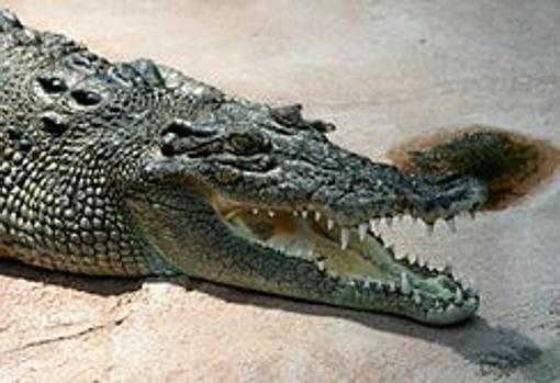 Crocodylus porosus