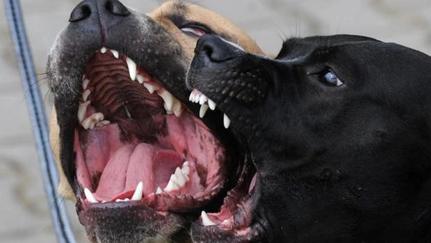 Dos perros de la raza pitbull matan a un ladrón que intentaba robar en la  casa en la que viven con sus dueños