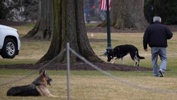 Champ y Major, los dos perros del presidente en los jardínes sur de la Casa Blanca
