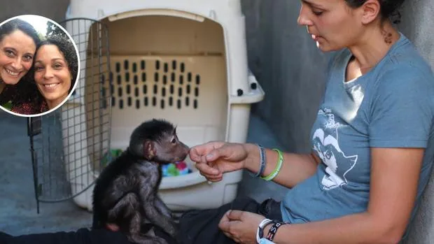 Santuario de Lwiro, curar a las crías de chimpancé con amor