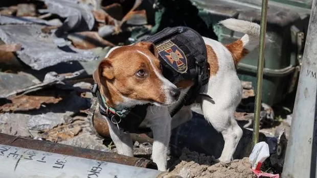 Zelenski premia con la medalla de honor a Patrón, un perro artificiero que detecta bombas en Ucrania