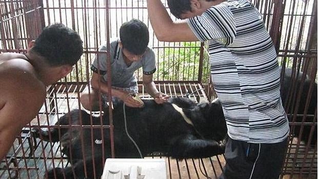 En Laos hay muchas granjas de osos