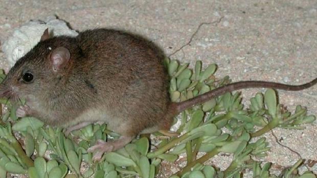 Hay especies de pequeños mamíferos que no superan los 50 ejemplares o cuyo ámbito de distribución se reduce a una isla