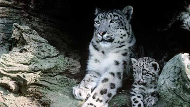 Leopardo De Las Nieves Los Ganaderos Y No Los Furtivos Son Sus Principales Cazadores