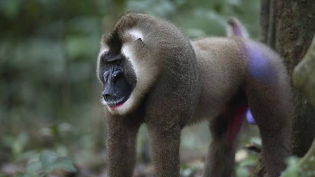 Actualmente, la UICN considera que sólo un 7% de los mamíferos y un 4% de la Lista Roja de Especies Amenazadas muestran una respuesta negativa al cambio climático