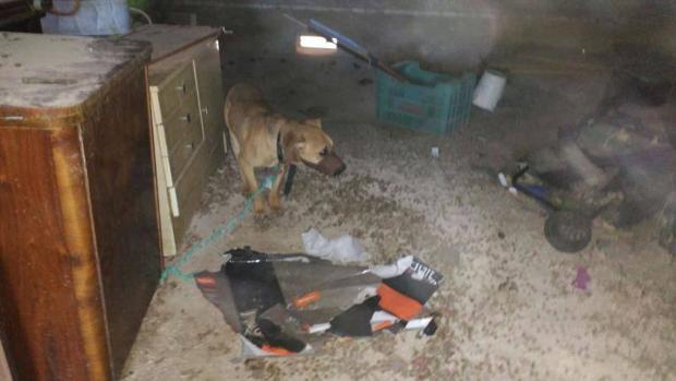 El acusado de este delito grave de maltrato animal es un vecino de Sallent (Barcelona, Cataluña)