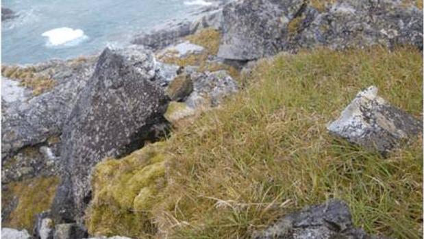 Una investigación del MNCN predice los niveles de peligro medioambiental que supone la expansión de pastos europeos en la Antártida