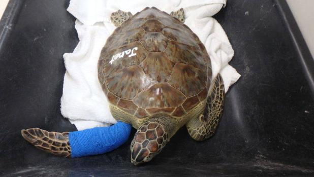 En España se han observado seis de las siete especies de tortugas marinas existentes en el mundo